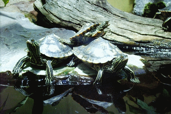 Wasserschildkr&ouml;te