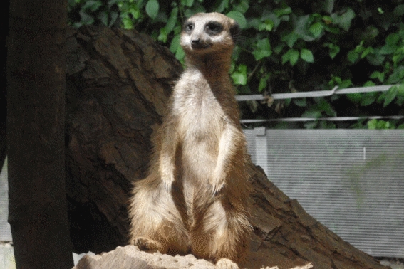 Erdm&auml;nnchen