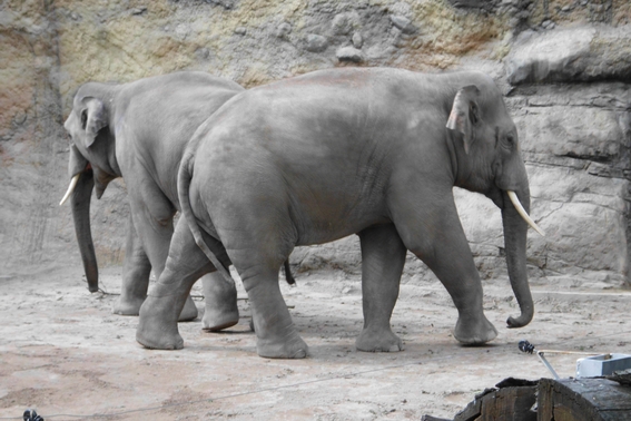 Elefanten im Zoo Heidelberg
