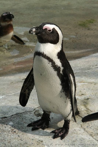 Humbolt Pinguin